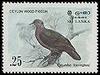 Sri Lanka Wood-pigeon (Columba torringtoni) - Wiki