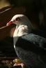 White-headed Pigeon (Columba leucomela) closeup