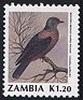 Western Bronze-naped Pigeon (Columba iriditorques) - Wiki