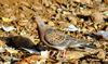 Oriental Turtle Dove (Streptopelia orientalis) - Wiki