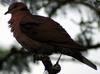 Red-eyed Dove (Streptopelia semitorquata) - Wiki