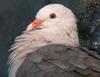 Pink Pigeon (Streptopelia mayeri) - Wiki