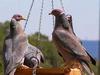 Patagioenas (Family: Columbidae, New World Pigeons) - Wiki