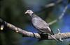 Band-tailed Pigeon (Patagioenas fasciata) - Wiki