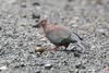 Chilean Pigeon (Patagioenas araucana) - Wiki