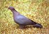 Scaly-naped Pigeon (Patagioenas squamosa) - Wiki