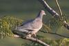 Picazuro Pigeon (Patagioenas picazuro) - Wiki