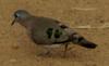 Emerald-spotted Wood Dove (Turtur chalcospilos) - Wiki