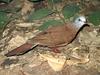 Blue-headed Wood-dove (Turtur brehmeri) - Wiki