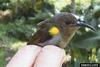 Olive Sunbird (Nectarinia olivacea) - Wiki