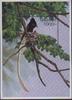 African Paradise-flycatcher (Terpsiphone viridis) - Wiki