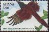 Red-bellied Paradise-flycatcher (Terpsiphone rufiventer) - Wiki