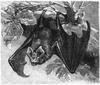 Greater Horseshoe Bat (Rhinolophus ferrumequinum) - Wiki