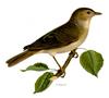Garden Warbler (Sylvia borin) - Wiki