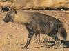 Brown Hyena (Parahyaena brunnea) - Wiki