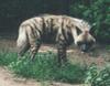 Striped Hyena (Hyaena hyaena) - Wiki