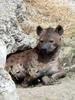 Hyena (Family: Hyaenidae) - Wiki
