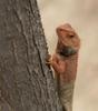 Oriental Garden Lizard (Calotes versicolor) - Wiki