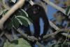 Peruvian Spider Monkey (Ateles chamek) - Wiki