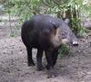 Tapir (Family: Tapiridae, Genus: Tapirus) - Wiki