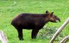 Mountain Tapir (Tapirus pinchaque) - Wiki