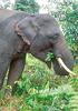 Sumatran Elephant (Elephas maximus sumatrensis) - Wiki