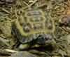 Flat-backed Spider Tortoise (Pyxis planicauda) - Wiki