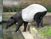 Malayan Tapir (Tapirus indicus) - Wiki