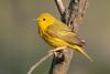 Yellow Warbler (Dendroica petechia) - Wiki