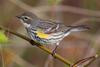 Myrtle Warbler (Dendroica coronata coronata) - Wiki