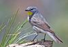 Audubon's Warbler (Dendroica coronata auduboni) - Wiki