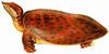 Palaeotrionyx (Ancient Softshell Turtle) - Wiki