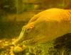 Chinese Soft-shelled Turtle (Pelodiscus sinensis) - Wiki