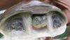 Indian Flap-shelled Turtle (Lissemys punctata) - Wiki