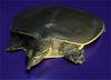 Spiny Softshell Turtle (Apalone spinifera) - Wiki