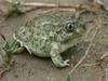 Plains Spadefoot Toad (Spea bombifrons) - Wiki