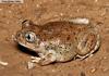 New Mexico Spadefoot Toad (Spea multiplicata) - Wiki