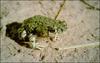 Green Toad (Bufo debilis) - Wiki
