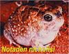 Desert Spadefoot Toad (Notaden nichollsi) - Wiki