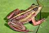 Dahl's Aquatic Frog (Litoria dahlii) - Wiki