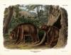 Cinnamon Bear (Ursus americanus cinnamomum) - Wiki