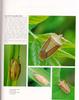 [노린재] 억새노린재 Gonopsis affinis