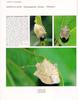 [노린재] 네점박이노린재 Homalogonia obtusa