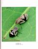 [거품벌레] 광대거품벌레 Lepyronia coleoptrata