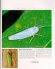 [말매미충] 말매미충 Cicadella viridis