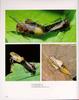 [말매미충] 지리산말매미충 Bathysmatophorus japonicus