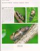 [매미충] 둥근머리각시매미충 Drabescus conspicuus