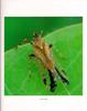 [상투벌레과] 깃동상투벌레 Orthopagus lunulifer