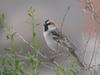 Saxaul Sparrow (Passer ammodendri) - Wiki