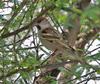 Sind Sparrow (Passer pyrrhonotus) - Wiki